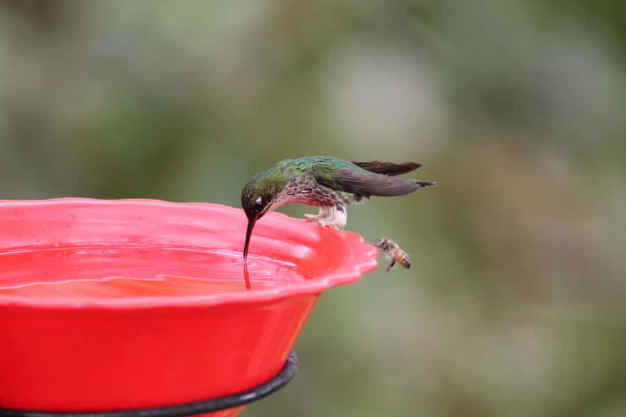 Cali: Hummingbird Watching & Photography Tour - Weather, clothing, and comfort