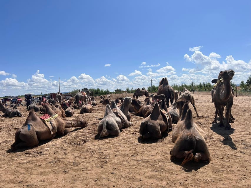 Camel Trails and Bird Tales: Discovering Elsen Tasarkhai - Meeting a nomadic family