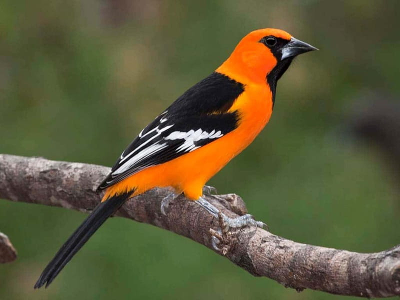 Cancun: Private Birdwatching Tour - Key points to know before booking