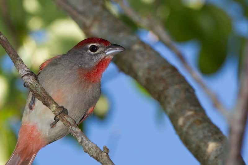 Cancun: Private Birdwatching Tour - Why this six-hour tour begins before sunrise
