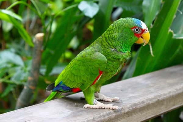 Cancun: Private Birdwatching Tour - Carlos and the value of a private guide