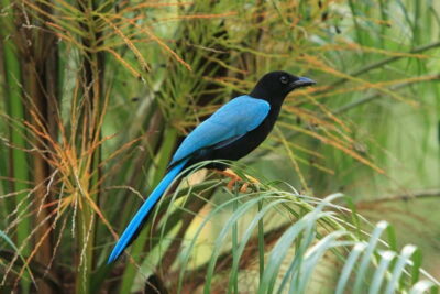 Private Birdwatching Tour