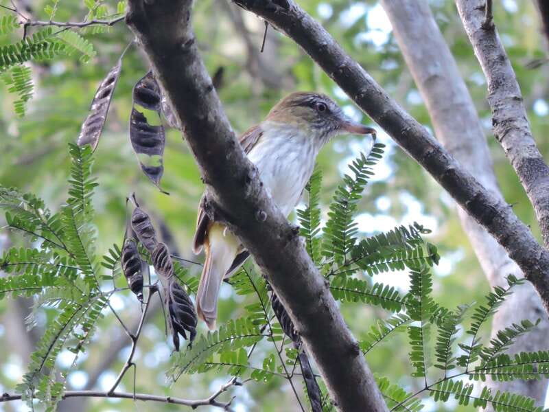 Cancun: Private Birdwatching Tour - The birds you may find in the Yucatan jungle