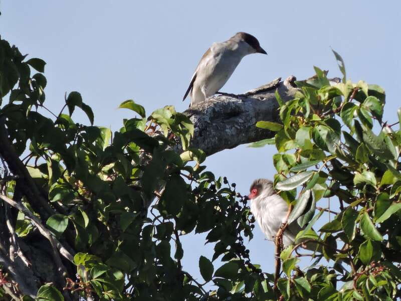 Cancun: Private Birdwatching Tour - What the morning feels like, from pickup to snack break