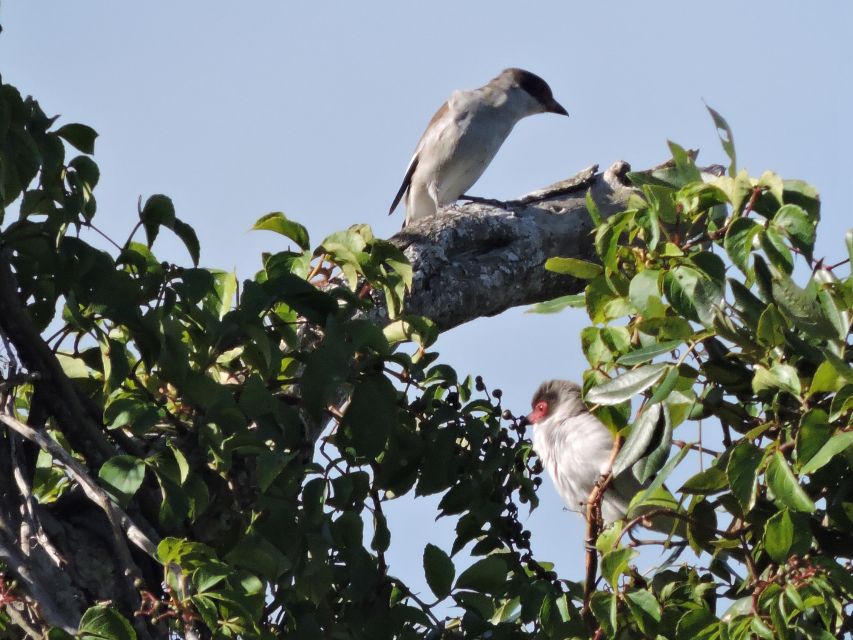 Cancun: Private Birdwatching Tour - Booking value, timing, and cancellation