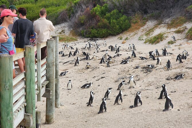 Cape Agulhas, Hermanus Whale Watching, Penguins and Wine Tasting - Stony Point offers a close look at African penguins