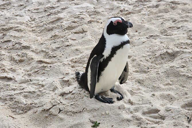 Cape Agulhas, Hermanus Whale Watching, Penguins and Wine Tasting - Who should book this Cape Agulhas day trip?