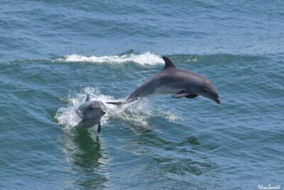 Dolphin and Bird Watching Cruise