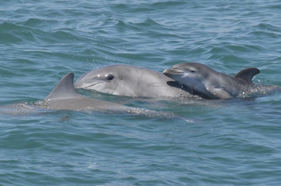 Cape May: Dolphin and Bird Watching Cruise - Tips for getting more from the ride