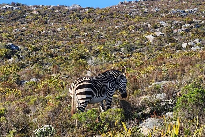 Cape of Good Hope and Penguin Beach Tour in Cape Town - Maidens’ Cove and the Atlantic suburbs