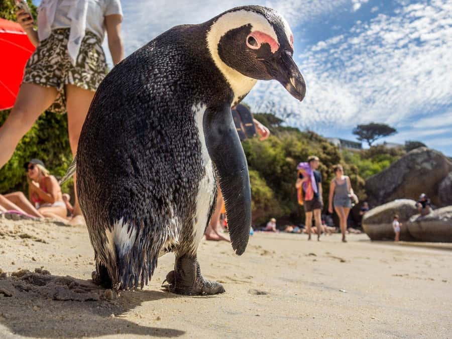 Cape of Good Hope and Penguins Full-Day Private Tour - Cape Point lighthouse and a choice of walking or riding