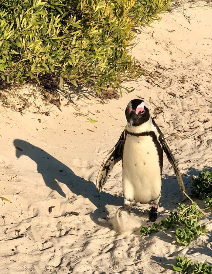 Cape of Good Hope and Penguins Full-Day Private Tour - A coffee pause in Noordhoek