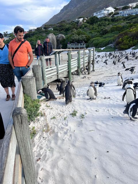 Cape of Good Hope and Penguins Full-Day Private Tour - Boulders Beach and the African penguins