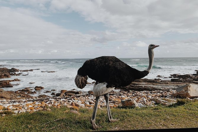Cape Of Good Hope and Penguins Full Day Small Group Tour from Cape Town - Hout Bay and the optional Seal Island boat