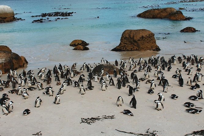 Cape Of Good Hope and Penguins Full Day Small Group Tour from Cape Town - Camps Bay, Clifton, and Maiden’s Cove