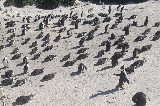 Cape of Good Hope and Penguins Full-Day Tour from Cape Town - Key points to know before booking
