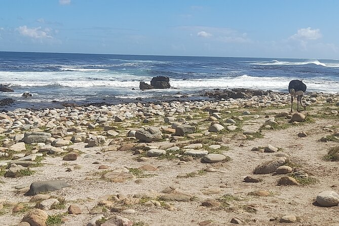 Cape of Good Hope and Penguins Full-Day Tour from Cape Town - Why this route works so well from Cape Town