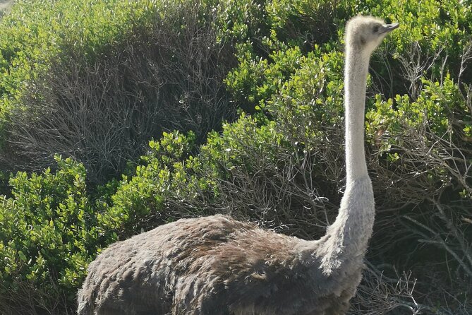 Cape of Good Hope and Penguins Full-Day Tour from Cape Town - Camps Bay and the Atlantic Seaboard