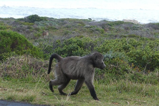Cape of Good Hope and Penguins Full-Day Tour from Cape Town - Hout Bay: choose between seals and free time