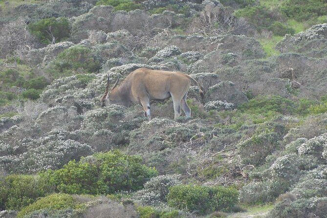 Cape of Good Hope and Penguins Full-Day Tour from Cape Town - Chapman’s Peak Drive is the scenic centerpiece