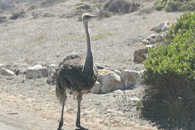 Cape of Good Hope and Penguins Full-Day Tour from Cape Town - Noordhoek Farm Village and the practical lunch question