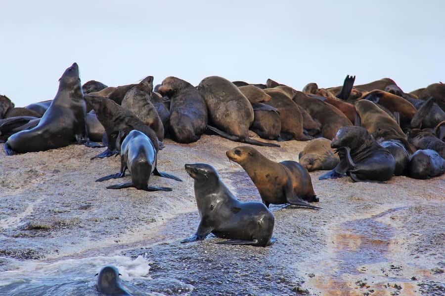 Cape of Good Hope and Penguins Private Tour with Entry Fees - A short coffee or ice cream break at Noordhoek