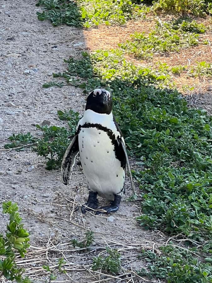 Cape of Good Hope and Penguins Private Tour with Entry Fees - The return through Fish Hoek and Muizenberg
