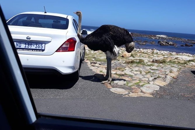 Cape of Good Hope and Penguins - Small Group - Full day - The $45 price: strong value with extra costs