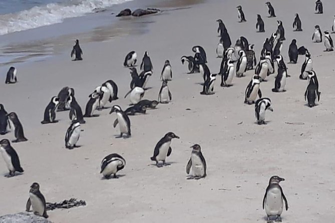 Cape of Good Hope and Penguins - Small Group - Full day - Bo-Kaap: colorful houses and a short introduction