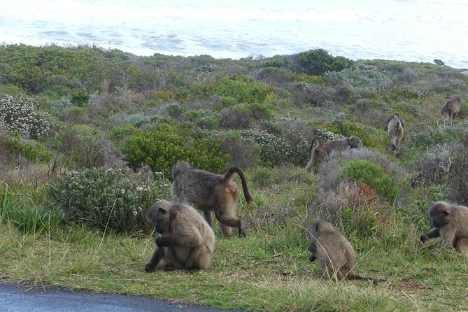 Cape of good hope and penguins small group Tours - Why this Cape Town day trip works