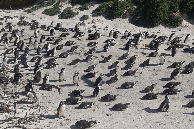 Cape of good hope and penguins small group Tours - Hout Bay adds harbor life and an optional boat ride