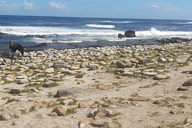 Cape of good hope and penguins small group Tours - Chapman’s Peak Drive is a highlight from the vehicle