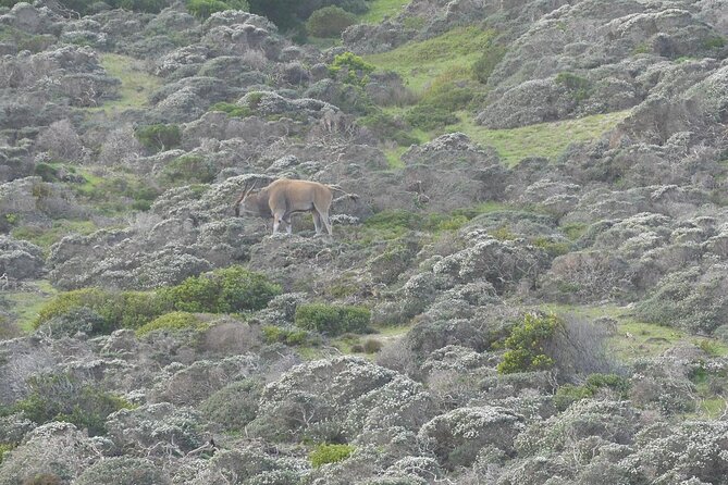 Cape of good hope and penguins small group Tours - Cape Point gives you the day’s biggest nature setting