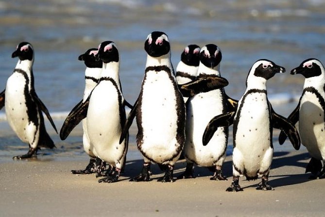 Cape Of Good Hope and Penguins viewing Private Tour - A private Cape Peninsula day for $256.56
