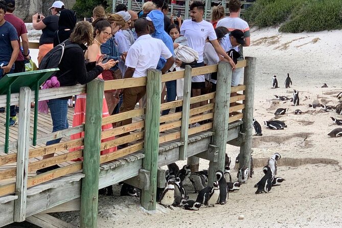 Cape Of Good Hope and Penguins viewing Private Tour - Hout Bay and the optional seal trip
