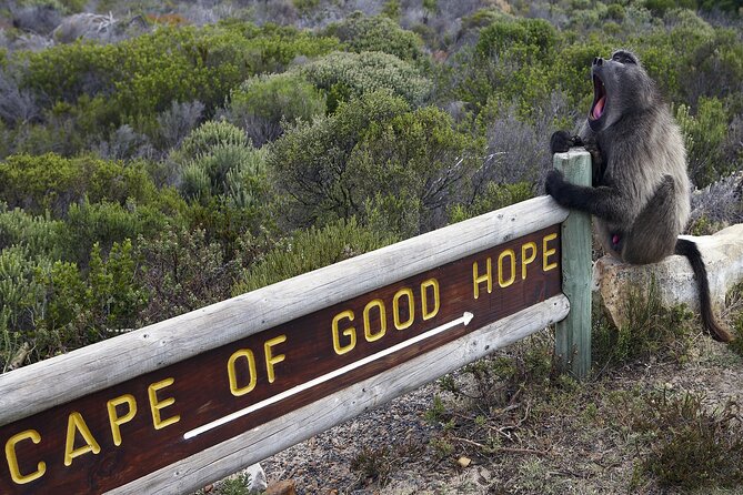 Cape of Good Hope & Boulder Penguins Full-Day Tour from Cape Town - Bo-Kaap and the first look at Cape Town