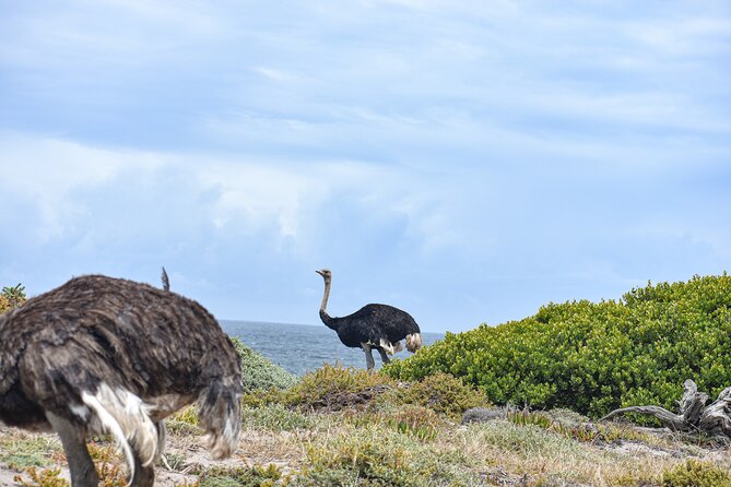 Cape of Good Hope & Boulder Penguins Full-Day Tour from Cape Town - Simon’s Town and lunch at your own cost