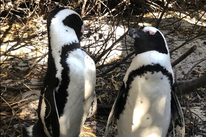 Cape of Good Hope, Boulders Beach Penguins and Wine (Traveler's Choice Award) - Why this private Cape Town day works