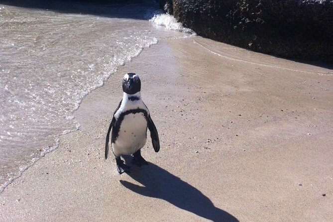 Cape of Good Hope, Boulders Beach Penguins and Wine (Traveler's Choice Award) - Spier Wine Farm in Stellenbosch