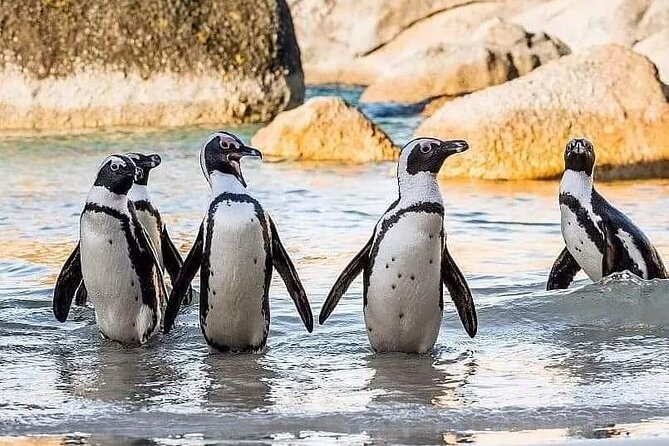 Cape of Good Hope, Cape Point, Penguins & Bo Kaap Full-Day Tour - Hout Bay and the optional Duiker Island boat