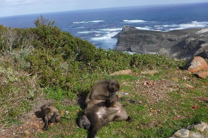Cape of Good Hope, Cape Point & Penguins Private customizable Full Day Tour - Why This Private Cape Peninsula Tour Works