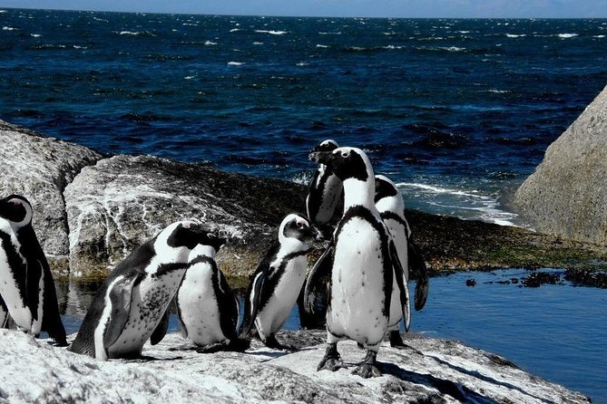 Cape of Good Hope, Cape Point & Penguins Private customizable Full Day Tour - Chapman’s Peak Drive and the Western Coast