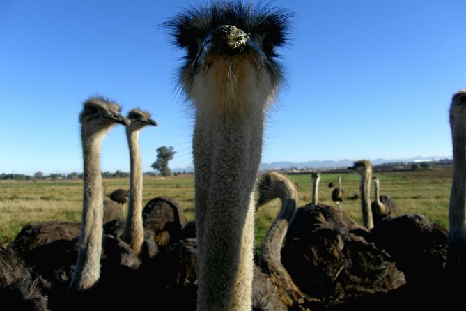 Cape of Good Hope, Cape Point & Penguins Private customizable Full Day Tour - The Ostrich Farm and Cape Point Nature Reserve