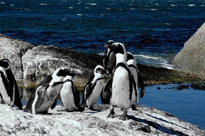 Cape of Good Hope, Cape Point & Penguins Private Morning Tour - Boulders Beach adds the penguin encounter
