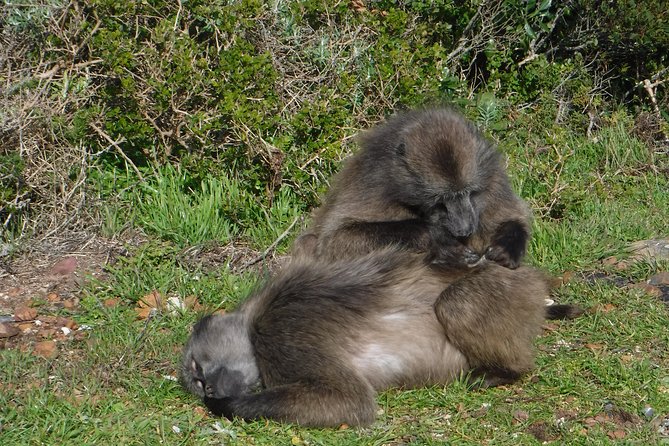 Cape of Good Hope, Cape Point & Penguins Private Morning Tour - What the $171.04 price really covers