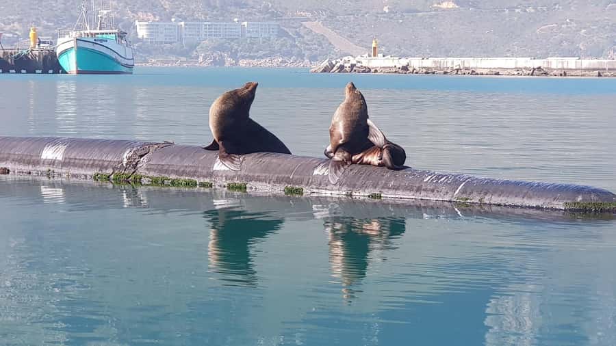 Cape of Good Hope, Chapman's Peak Drive, Penguins , Seals - Boulders Beach and the African penguins