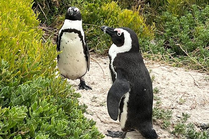 Cape of Good Hope, Penguins and Sightseeing tour - Camps Bay and the Twelve Apostles