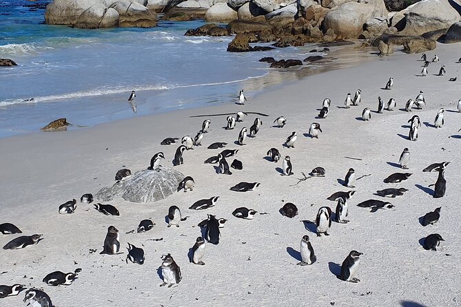 Cape of Good Hope & Penguins from Cape Town Full-Day Private Tour - The Cape of Good Hope sign and the current meeting point