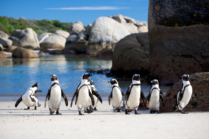 Cape of Good Hope & Penguins Full Day Tour From (The Mother City) Cape Town. - Camps Bay and the Twelve Apostles