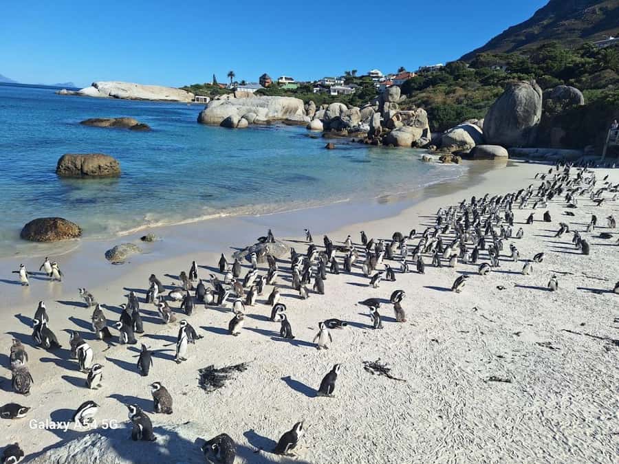 Cape of Good Hope & Penguins Private Tour - Key points at a glance